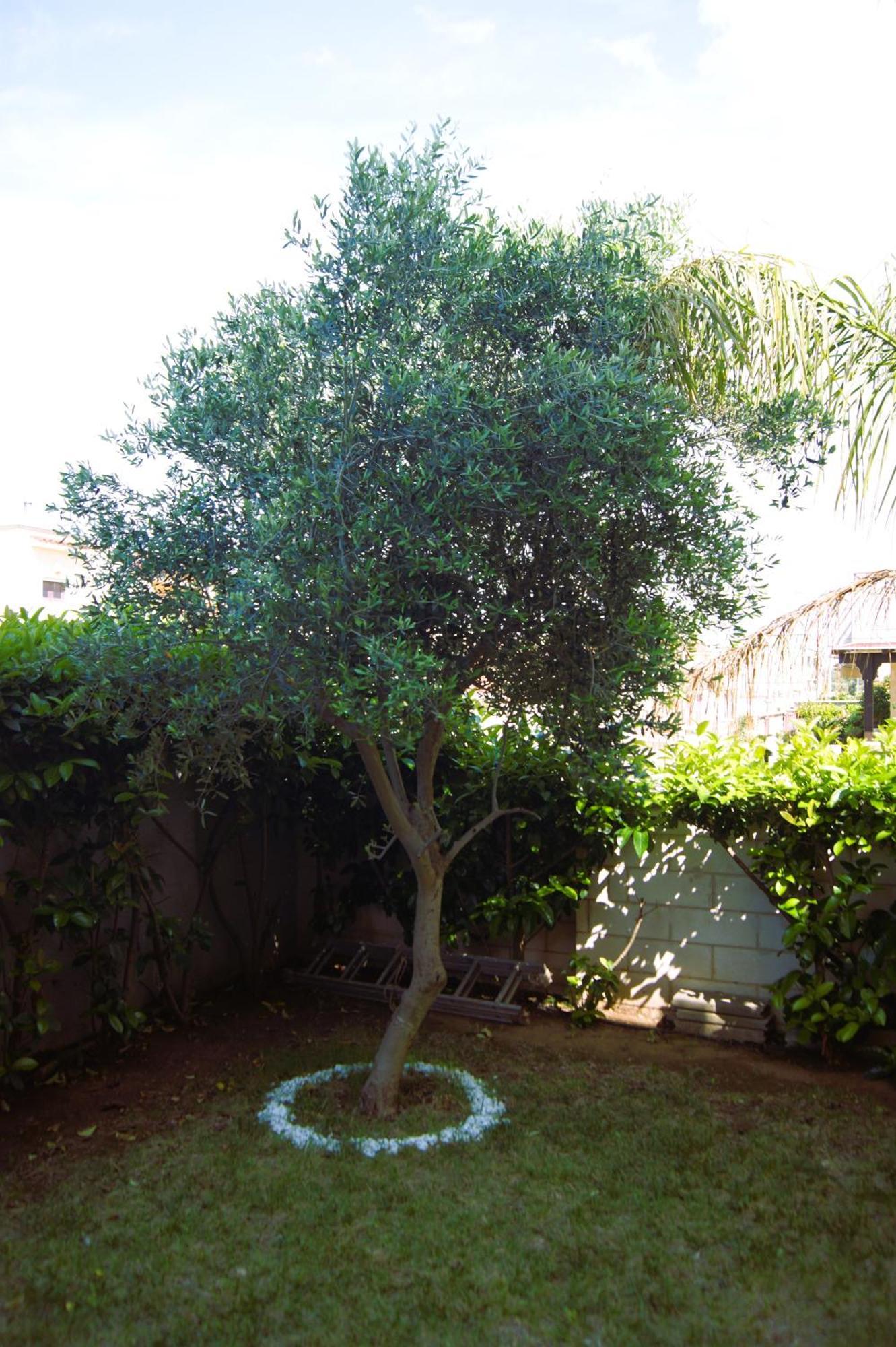 Casa Ulivo Villa Pulsano Ngoại thất bức ảnh